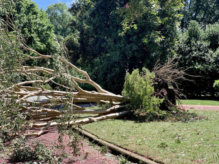 Downed Tree Removal Services